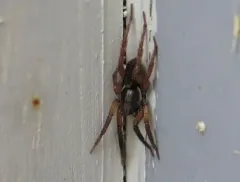 Trochosa sepulchralis thumbnail 4