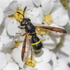 Northern Wasp Fly thumbnail 4