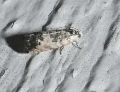 Willow Gall Moth thumbnail 4