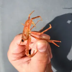 Four-Spined Squat Lobster thumbnail 4
