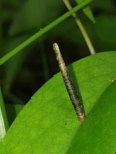 Coleophora asterophagella
