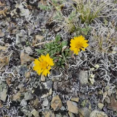 Alpine Yellow Fleabane thumbnail 4