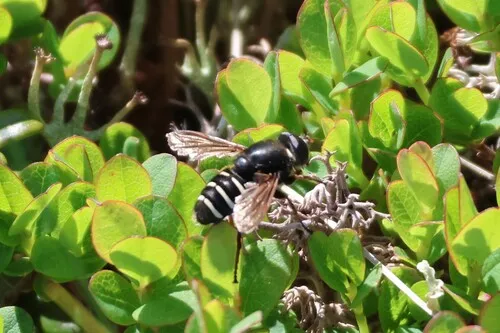 Slosson's Pond Fly