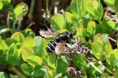 Slosson's Pond Fly thumbnail 1