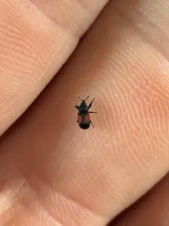 Laemosaccus obrieni thumbnail 1