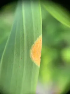 arum rust thumbnail 1