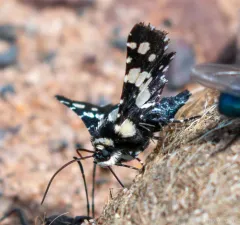 Mournful Thyris Moth thumbnail 4