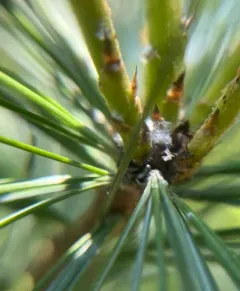 Pine Bark Adelgid thumbnail 4