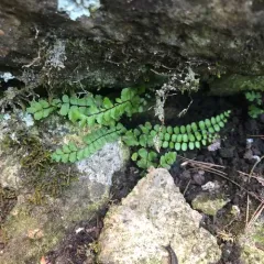 maidenhair spleenwort thumbnail 1