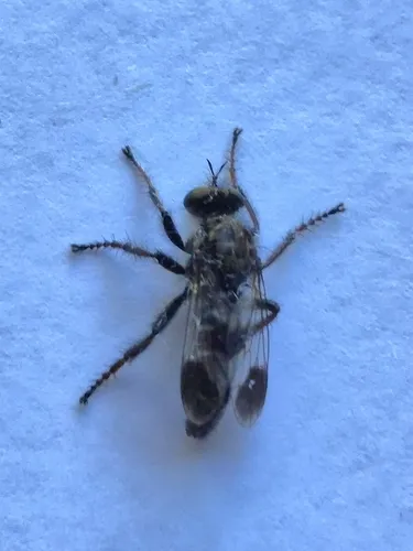 Cyrtopogon bimaculus