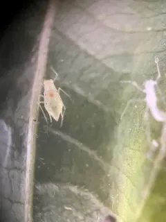 Buckthorn-Fern Aphid thumbnail 2