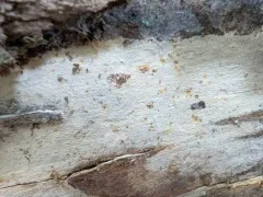 Peniophorella pubera thumbnail 3