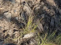one-spike oat grass thumbnail 4