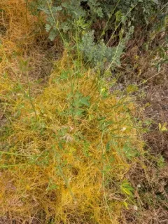 Alfalfa Dodder thumbnail 4