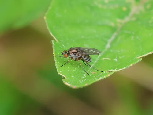 Dolichopus trisetosus