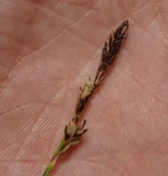 Long-stolon Sedge thumbnail 4