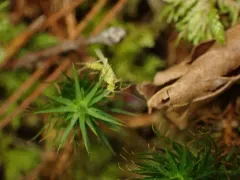 Ontario Sallfly thumbnail 3