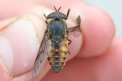 Hybomitra nuda