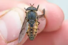 Hybomitra nuda thumbnail 1