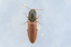 Muddy Click Beetle thumbnail 1