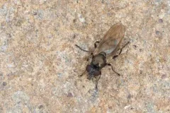 Eastern Longnose thumbnail 2