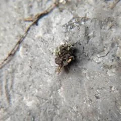Lichen-carrying Green Lacewing thumbnail 1