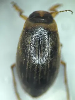 Hygrotus impressopunctatus thumbnail 4