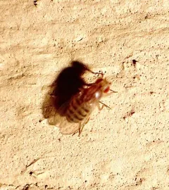 Drosophila busckii thumbnail 4