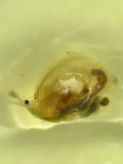Simocephalus mixtus thumbnail 4