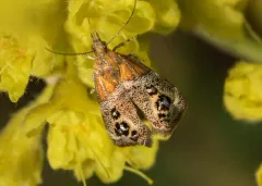 Tebenna gemmalis thumbnail 3
