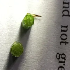 marsh horsetail thumbnail 1