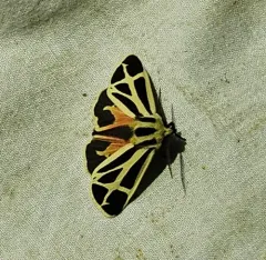 Nais Tiger Moth thumbnail 4