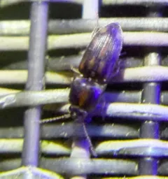 Beautiful Wireworm thumbnail 4