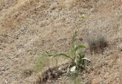 Pyrrocoma radiata thumbnail 3