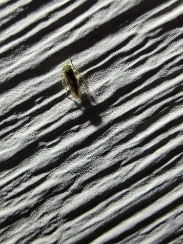Macrosteles lepidus