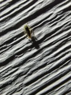Macrosteles lepidus thumbnail 1