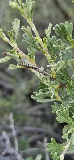Ypsolopha walsinghamiella thumbnail 1