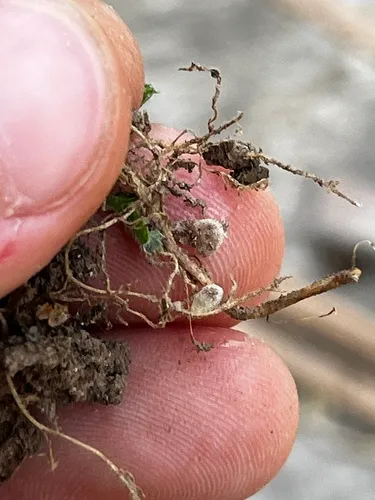 Rhizobium leguminosarum