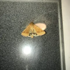 Corn Earworm Moth thumbnail 1