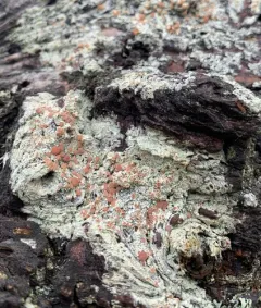 Eastern Ragged-rim Lichen thumbnail 2