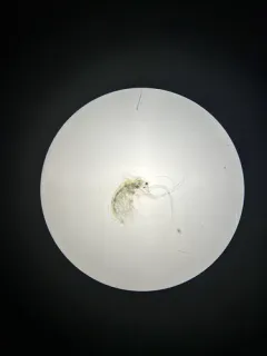 Holopedium glacialis thumbnail 3