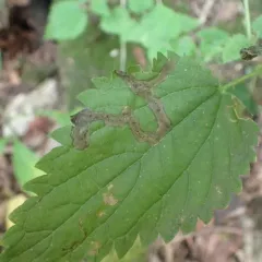 Agromyza pseudoreptans thumbnail 1