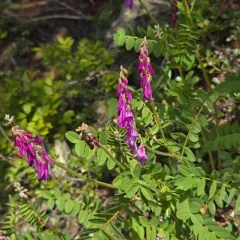 Western Sweet-vetch thumbnail 3