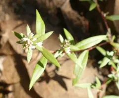 Nuttall's Knotweed thumbnail 4