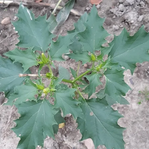 jimsonweed