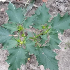 jimsonweed thumbnail 1