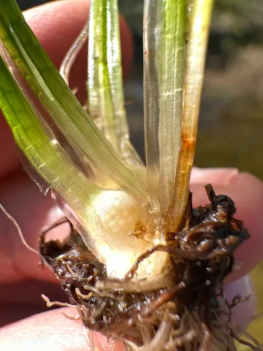 spiny-spore quillwort