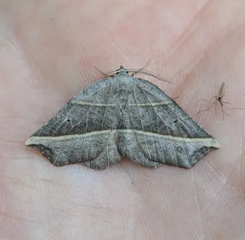Dark Metanema Moth