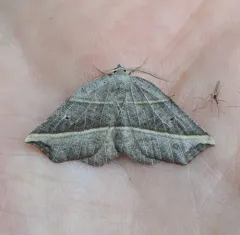 Dark Metanema Moth thumbnail 1