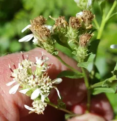 Oregon whitetop aster thumbnail 2